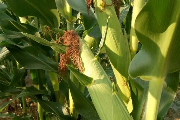 润嘉309玉米种子特征特性,生育期122天左右