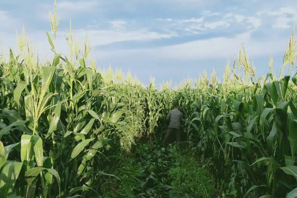 沃育9号玉米品种简介,适宜播期4月下旬至5月上旬