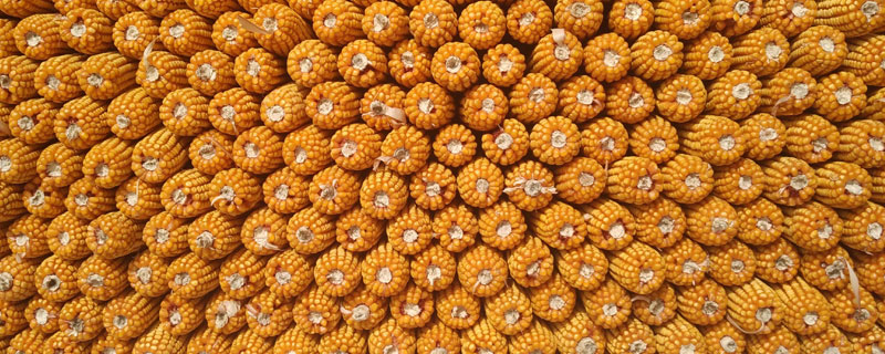 金禾102玉米种子简介，中抗纹枯病