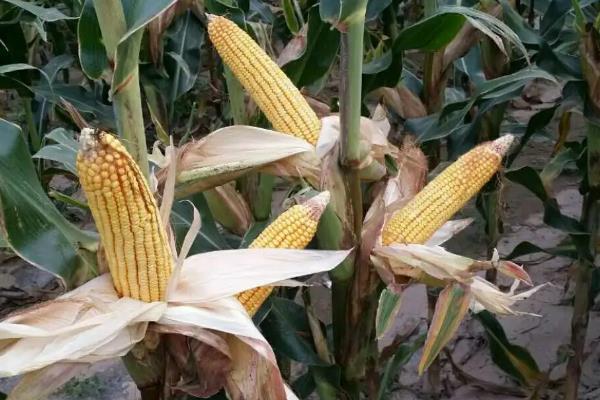 正茂1号玉米种子简介，高抗茎腐病