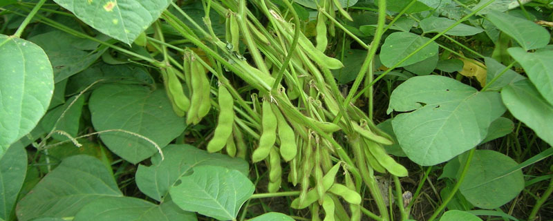 福豆917大豆品种的特性，亩种植密度1.5万株左右