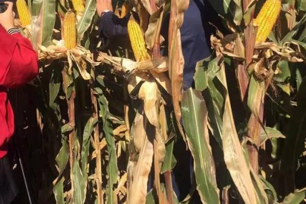 正茂1号玉米种子简介，高抗茎腐病