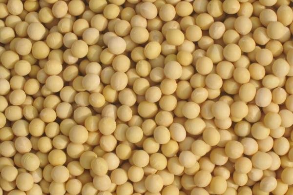 赣豆23大豆品种简介，生育期平均97.0天