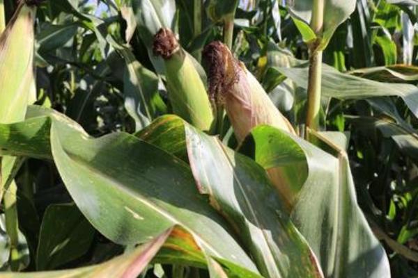 V363玉米种子特征特性，出苗至成熟127天