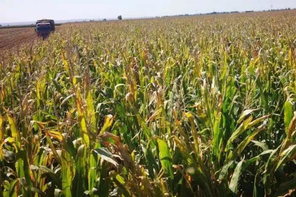 V363玉米种子特征特性，出苗至成熟127天