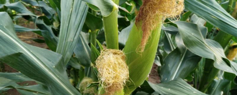 辽科玉1131玉米种子简介，极早熟品种