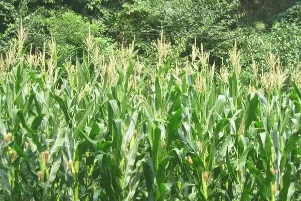 彩甜糯668玉米种子介绍，中抗大斑病