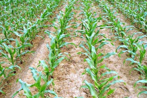 F2288玉米品种的特性,中抗大斑病