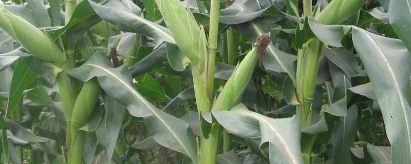 K27玉米品种的特性，中抗大斑病