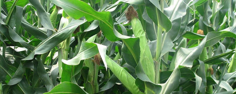 富民M66玉米种子特征特性，中抗禾谷镰孢穗腐病