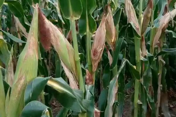S226玉米品种简介,早熟品种