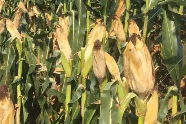 富民M66玉米种子特征特性,中抗禾谷镰孢穗腐病