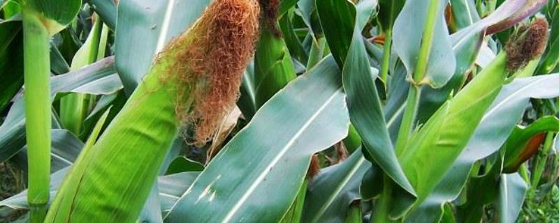 弘大19玉米种子简介，普通夏玉米品种