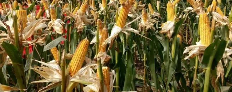 V363玉米种子特征特性，出苗至成熟127天