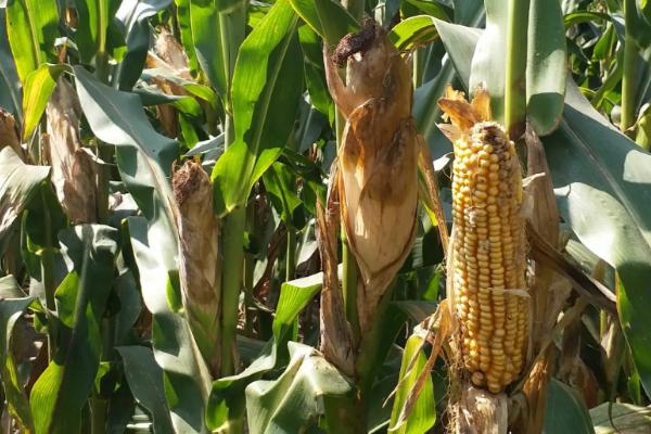 裕单379玉米种子介绍,大喇叭口期防治玉米螟