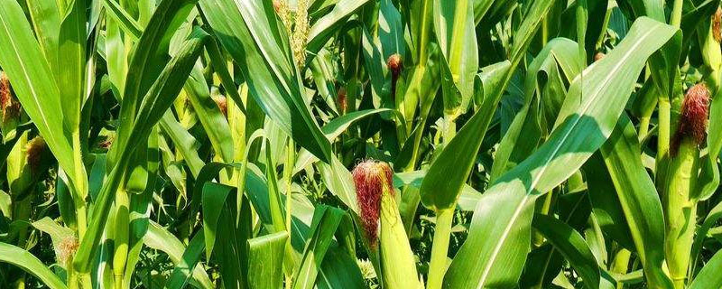 ZH158玉米种子介绍，中抗穗腐病