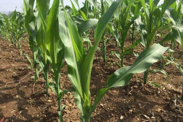 ZH158玉米种子介绍,中抗穗腐病