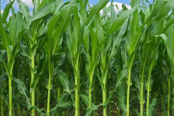 弘大19玉米种子简介，普通夏玉米品种