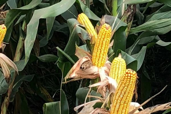 鑫玉9玉米种子特征特性,中抗禾谷镰孢茎腐病