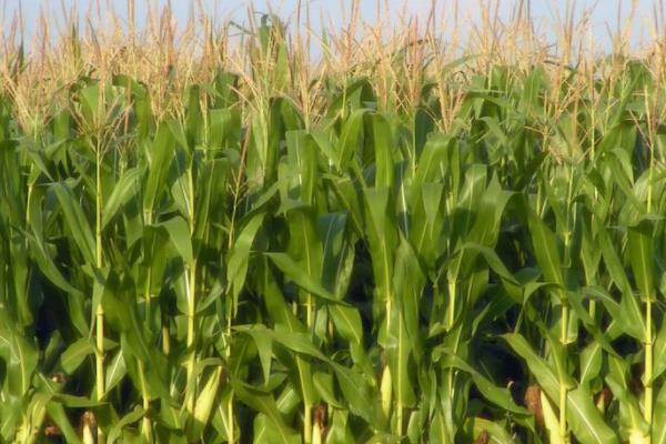 强盛370玉米种子特点，适宜播期5月下旬至6月中旬