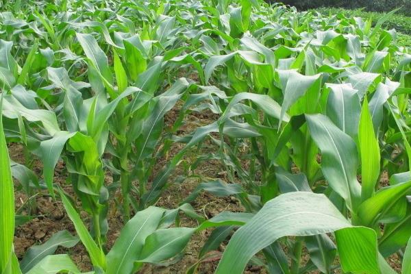 富民M66玉米种子特征特性,中抗禾谷镰孢穗腐病