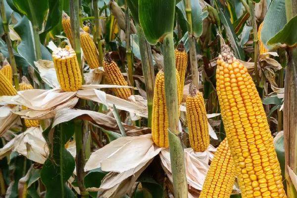 ZH158玉米种子介绍,中抗穗腐病