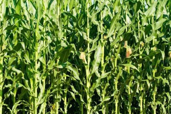 强盛370玉米种子特点，适宜播期5月下旬至6月中旬