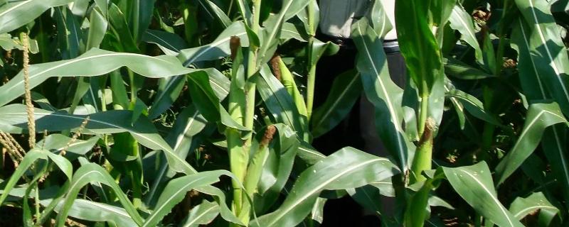 S226玉米品种简介，早熟品种