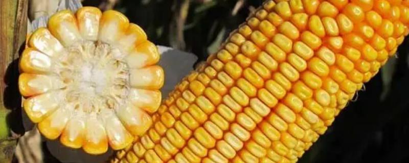 奥星809玉米种子特征特性，春播平均生育期119.2天