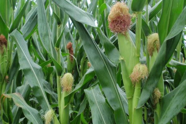 奥星809玉米种子特征特性，春播平均生育期119.2天