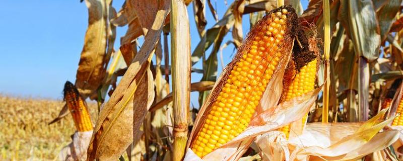 润嘉309玉米种子特征特性，生育期122天左右