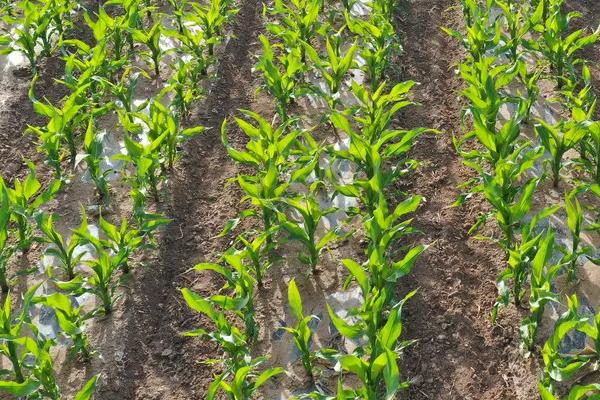 奥星809玉米种子特征特性，春播平均生育期119.2天