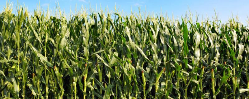 F2288玉米品种的特性，中抗大斑病