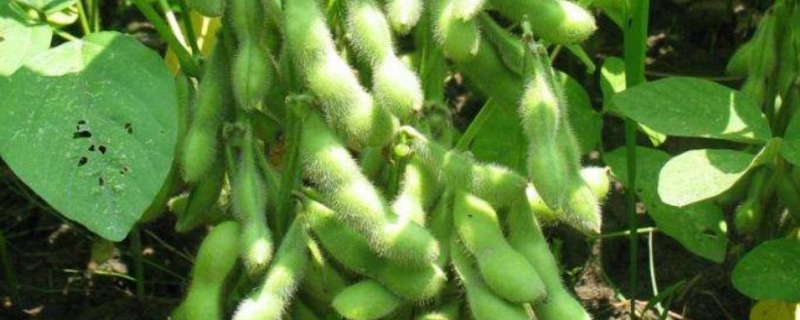 冈早黄2号大豆种子简介，4月下旬-5月初播种