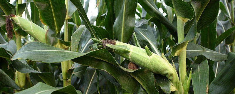 强盛370玉米种子特点，适宜播期5月下旬至6月中旬