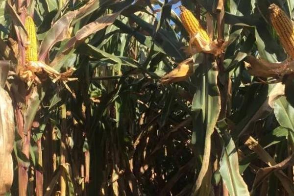 沃育9号玉米品种简介,适宜播期4月下旬至5月上旬