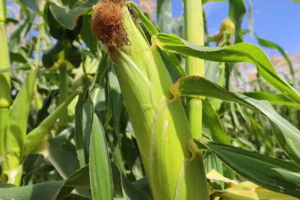 辽科玉1131玉米种子简介,极早熟品种