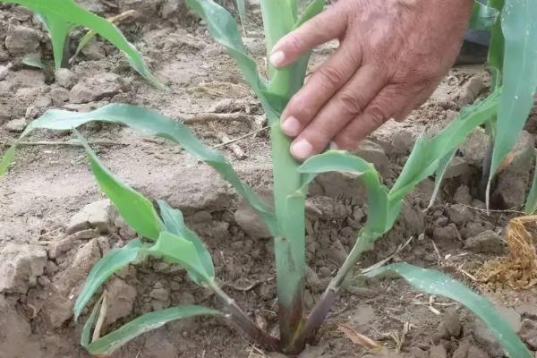 杰玉99玉米种子简介，每亩施用50千克复合肥