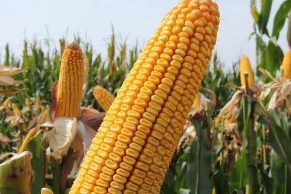 JD922玉米种子简介，中早熟品种