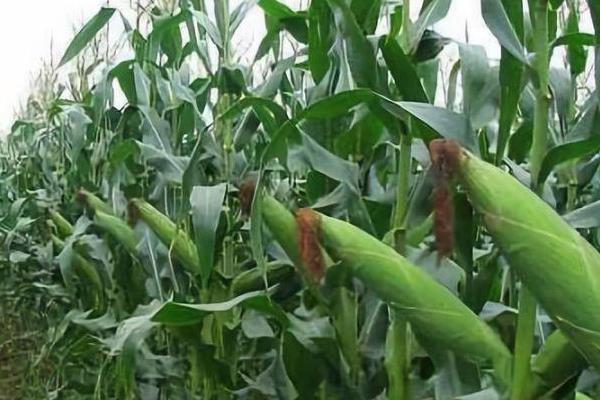 富友908玉米种子简介，注意防治弯孢叶斑病