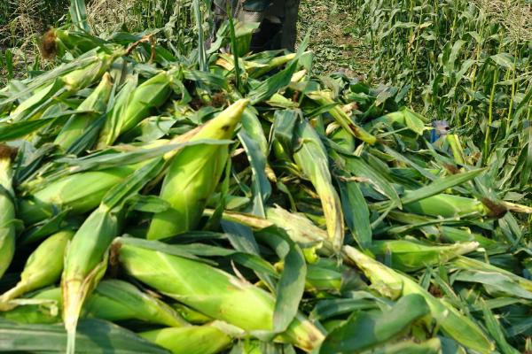 富友908玉米种子简介，注意防治弯孢叶斑病