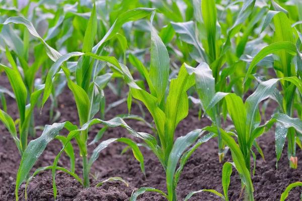 农兆福鼎丰一号玉米种子特点，注意防治病虫害