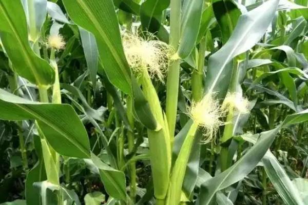 JD922玉米种子简介，中早熟品种