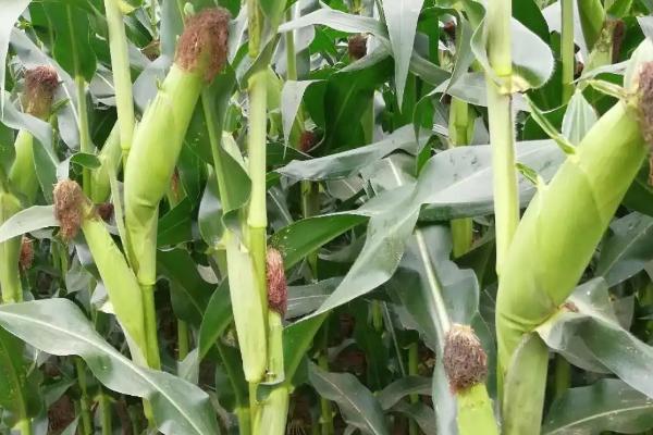 龙田901玉米品种简介,注意防治丝黑穗病