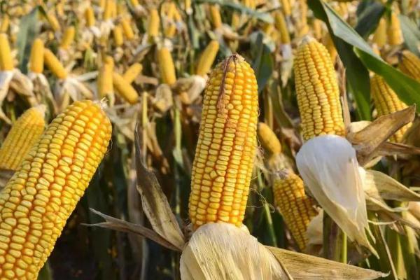 农兆福鼎丰一号玉米种子特点，注意防治病虫害