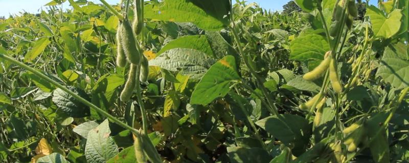 圣豆34大豆种子特征特性，中抗花叶病毒病7号株系