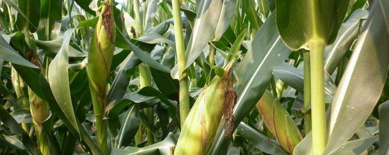 富友908玉米种子简介，注意防治弯孢叶斑病