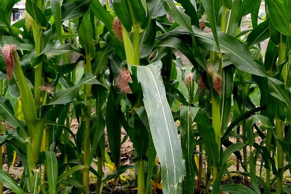 云农玉828（区试名称：更玉872）玉米种子简介，生育期151.8天