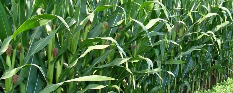 彩糯5号玉米种子特征特性，播种时再施50千克复合肥