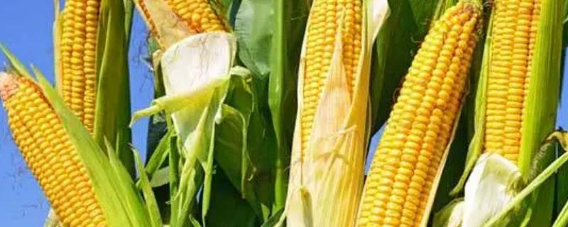 登峰316玉米种子简介，中抗穗腐病和大斑病